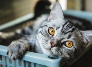 100+ noms de chats mémorables commençant par M 