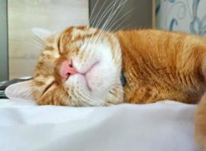 12 raisons sous-jacentes pour les chats léthargiques 