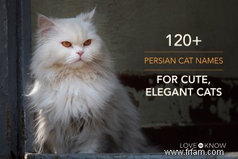 Plus de 120 noms de chats persans pour des chats mignons et élégants 