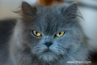 Plus de 120 noms de chats persans pour des chats mignons et élégants 