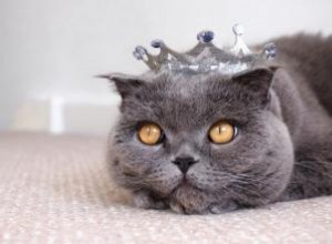 140 idées de noms de chat royal pour un animal de compagnie royal 