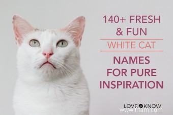 Plus de 140 noms de chats blancs frais et amusants pour une inspiration pure 