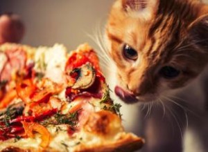 150 noms de chats italiens vibrants 