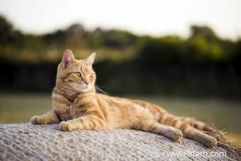 150 noms de chats italiens vibrants 