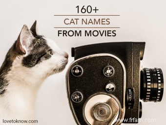 Plus de 160 noms de chats tirés de films pour chaque personnalité d animal de compagnie 