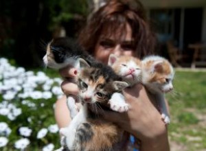 6 signes que vous êtes une folle aux chats 