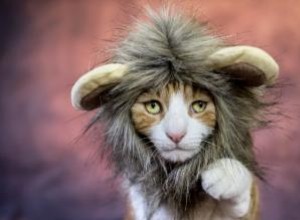 75+ noms de chats africains inspirés par la terre et la langue 