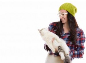 80 noms de chats ringards qui sont épiques 