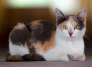 91 noms de chats Calico colorés 