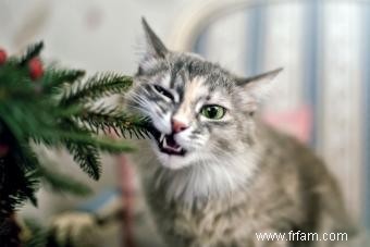 Les sapins de Noël sont-ils toxiques pour les chats et les chiens ? Ce qu il faut éviter 