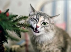 Les sapins de Noël sont-ils toxiques pour les chats et les chiens ? Ce qu il faut éviter 
