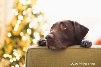 Les sapins de Noël sont-ils toxiques pour les chats et les chiens ? Ce qu il faut éviter 