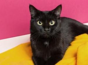 Traits de personnalité du chat noir 