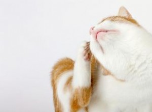 Les puces de chat peuvent-elles piquer les humains ? 