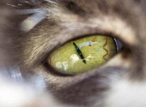 Les chats peuvent-ils voir la couleur ? Un aperçu de la vision féline 