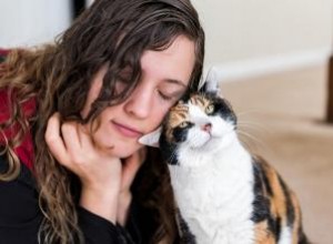 Raisons courantes du comportement de coup de tête du chat 