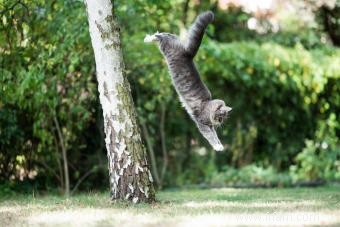 Les chats atterrissent-ils toujours sur leurs pattes ? Le réflexe de redressement expliqué 