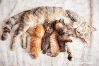 Est-ce qu une maman chat manque ses chatons? 