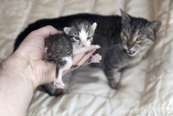 Est-ce qu une maman chat manque ses chatons? 