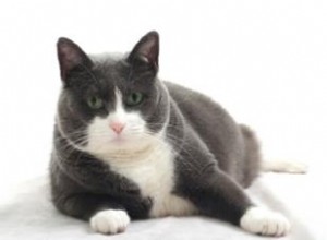 Réponses d experts aux questions fréquemment posées sur les chats 