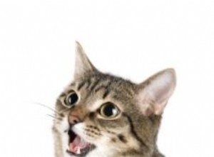 Recherche de fichiers WAV d effets sonores de chat 