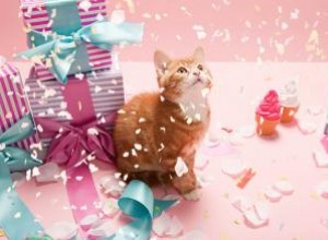 Idées amusantes pour célébrer l anniversaire de votre chat 