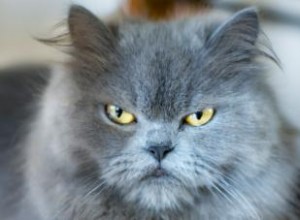 Noms de chat grincheux pour votre félin acariâtre 