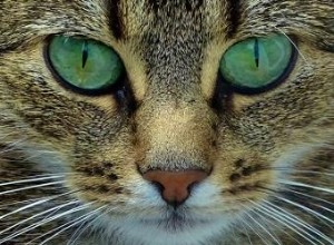 Guide des comportements courants des chats 