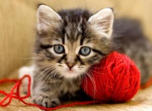 À quelle vitesse les chats vieillissent-ils ? 