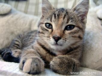 Comment retrouver votre chat perdu 