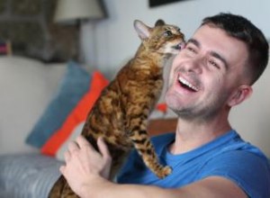 Comment faire en sorte qu un chat vous aime :créer des liens en toute simplicité 