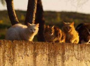 Comment se débarrasser humainement des chats sauvages 