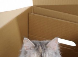 Comment se déplacer avec votre chat 