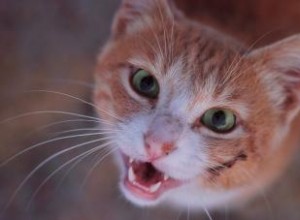 Conseils importants pour traiter les blessures des chats 