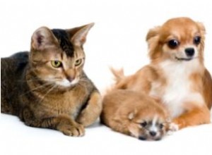 Mère Chat Infirmières Chiot Chihuahua 