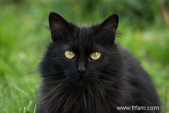 Mythes et faits sur les chats noirs 