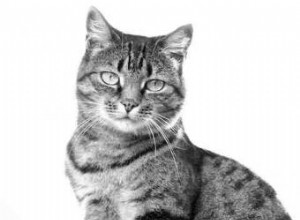 Les plus vieux chats du monde et comment détenir un record 