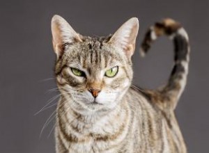 Questions sur les chats mâles 