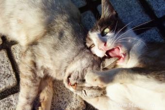 Questions sur les chats mâles 