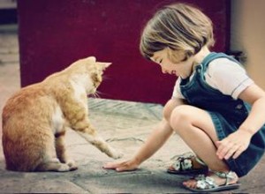 Que pouvez-vous entraîner un chat à faire ? 