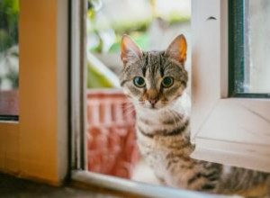 Que faire si vous trouvez un chat errant 