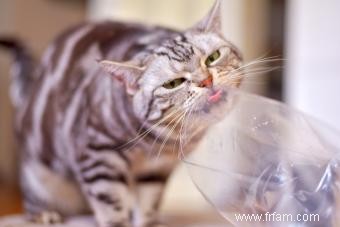 Pourquoi les chats mangent-ils du plastique ? Faits &Prévention 