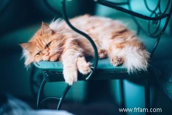 Pourquoi les chats sont-ils tristes (ils nous ressemblent plus que vous ne le pensez) 