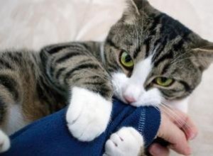 Pourquoi les chats sucent-ils les couvertures et les vêtements ? 
