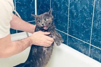 Pourquoi la plupart des chats détestent-ils l eau ? 7 faits curieux 