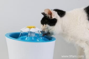 Pourquoi la plupart des chats détestent-ils l eau ? 7 faits curieux 