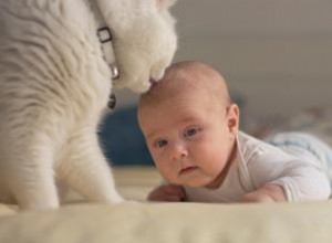 Pourquoi mon chat essaie-t-il de me lécher les poils ? 