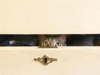 Pourquoi mon chat se cache-t-il ? 