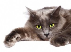 37 symptômes de la leucémie féline 