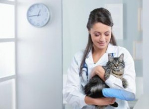 4 blessures courantes à la queue de chat 